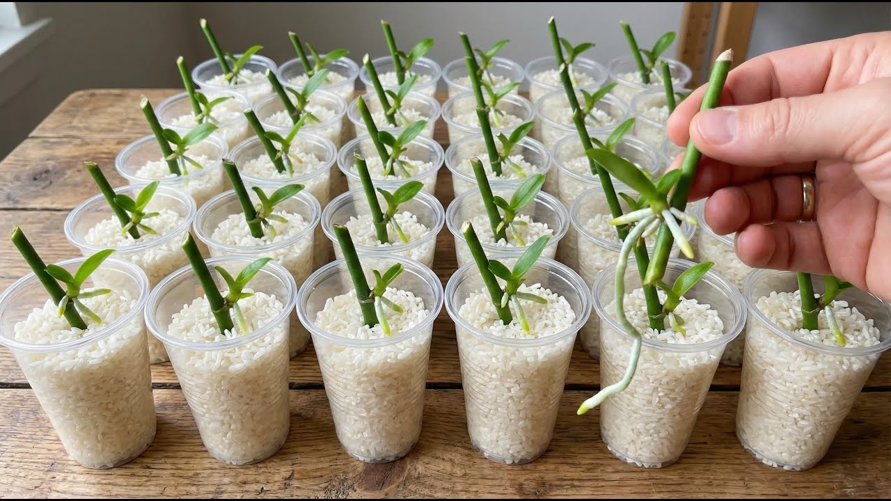 Just rice! Orchid cuttings suddenly take root and sprout overnight.