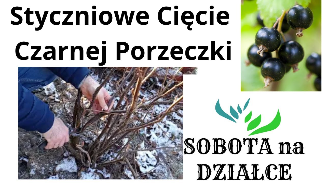 Styczniowe cięcie Czarnej Porzeczki.