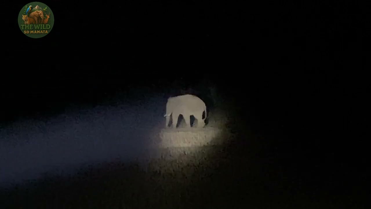 Elephant Enter The Village | Elephant Attack In Village At Night 🐘😱