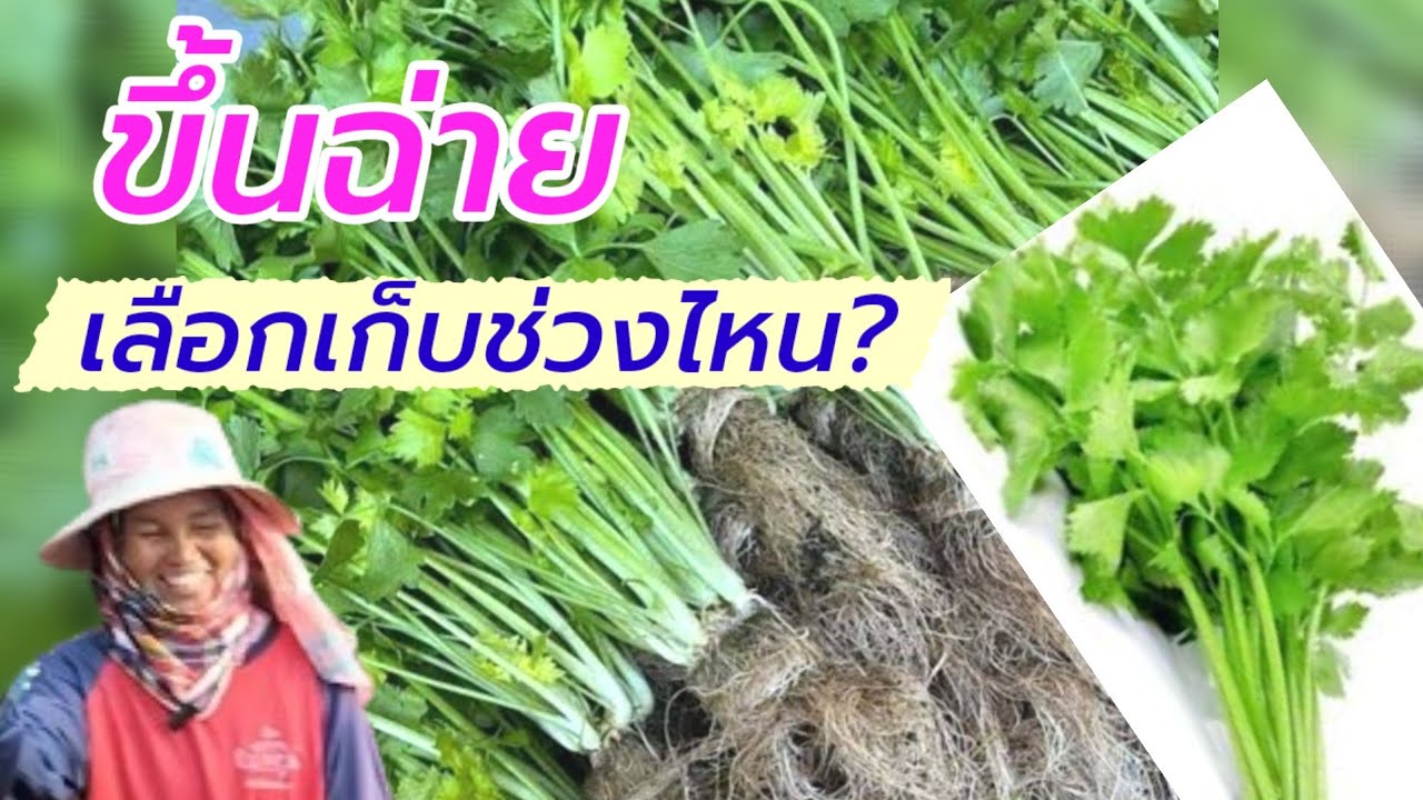 เทคนิค ปลูกผักขึ้นฉ่าย  เก็บขายช่วงเวลาไหน? ให้ได้ราคาสูง