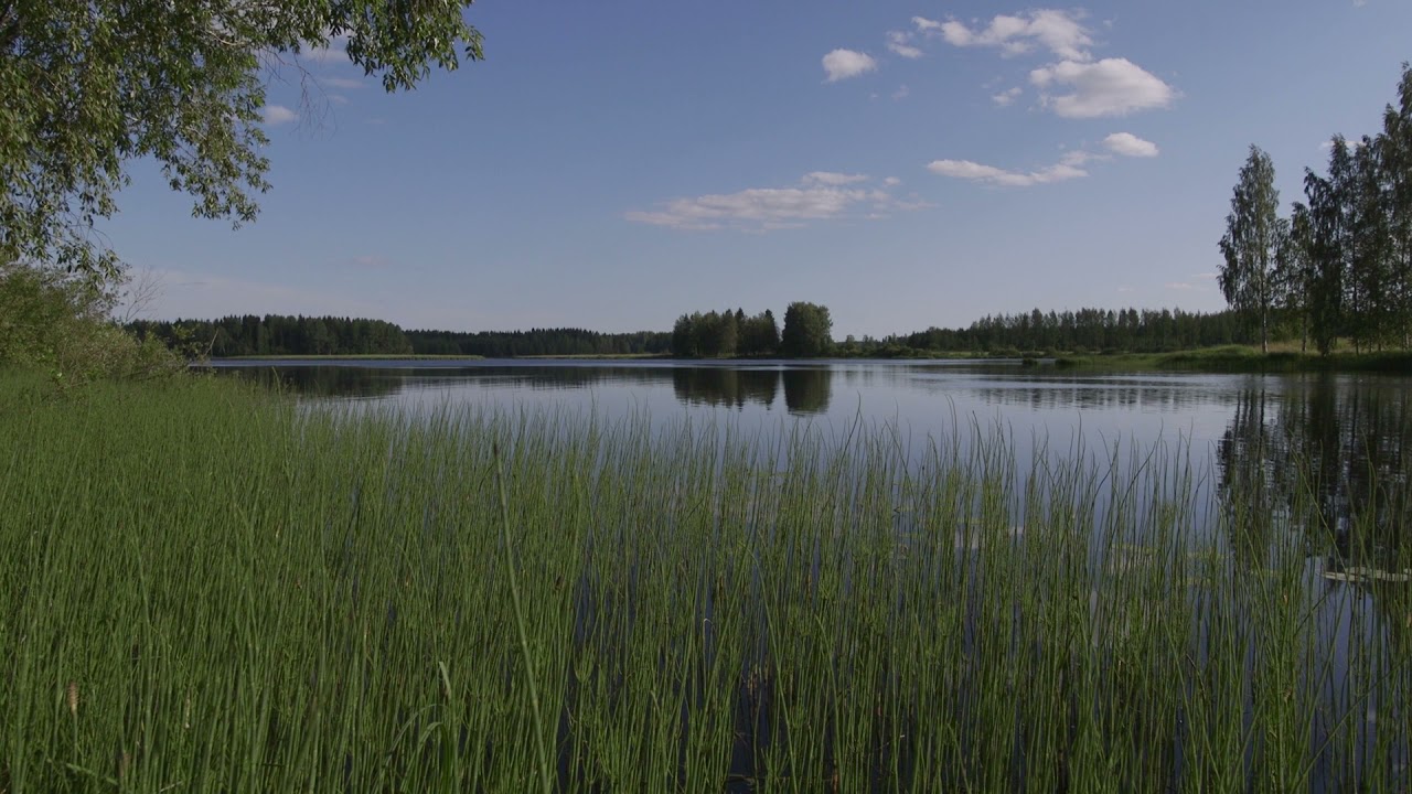 Kaislikko