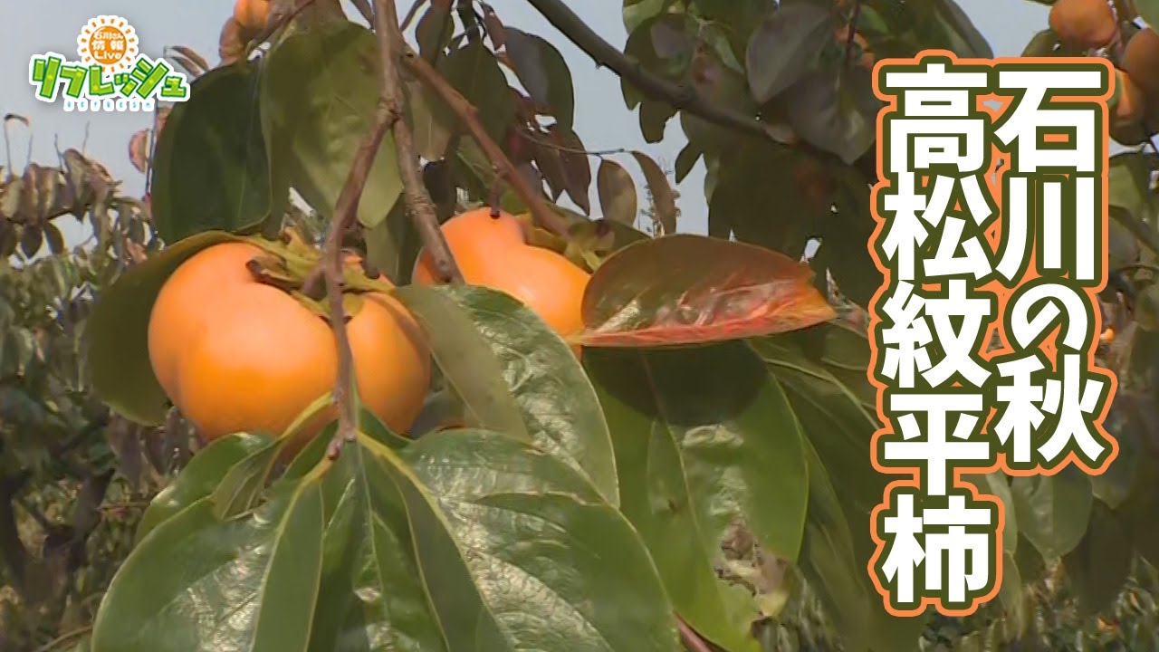 石川の秋 高松紋平柿（おでかけ中継）