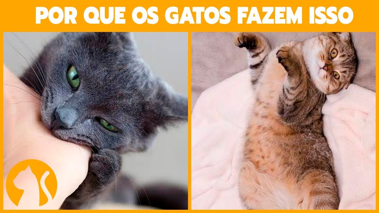 14 Comportamentos mais estranhos dos GATOS e seus Significados