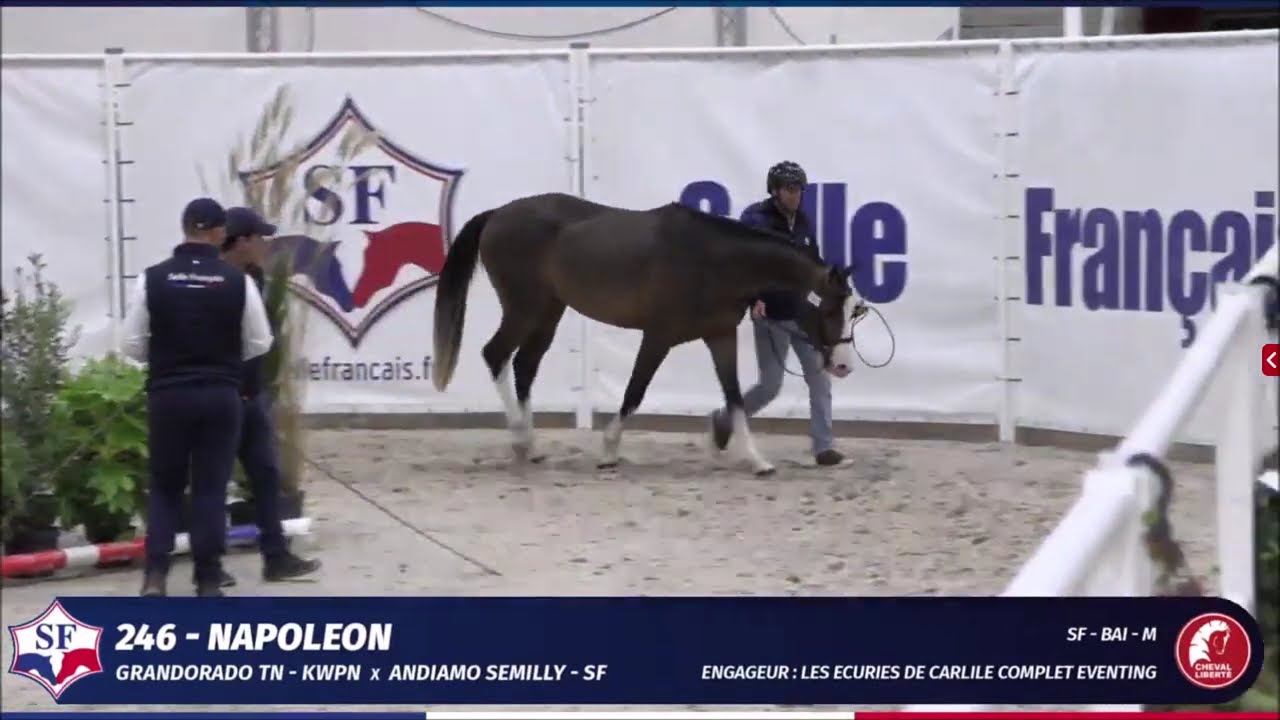 NAPOLEON - Championnat des 2ans SF - Allures et modèle