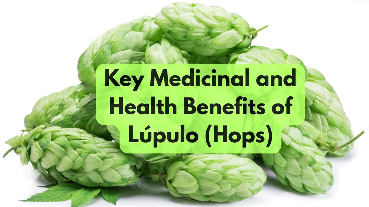 L&uacute;pulo (Hops) - Dr. Sebi-approved Healing Herb for the Nervous System