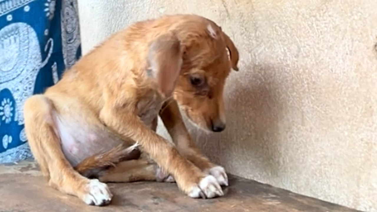 Lonely dog's 96-hour journey to be with friend