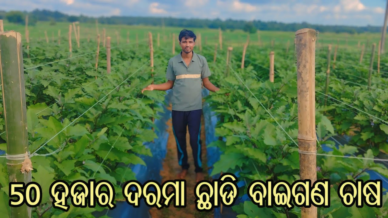 50ହଜାର ଟଙ୍କାର ଚାକିରି ଛାଡ଼ି ଚାଷକୁ ଆପଣେଇ ଲେ ଯୁବକ ଚାଷୀ//grafting baigana lagei ଲକ୍ଷ୍ୟ ପତି