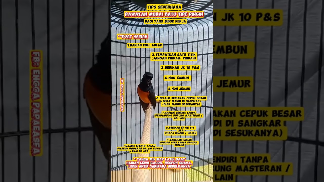 Rawatan Murai Batu Tipe Dingin Untuk Yang Sibuk Kerja  #burungkicau #kicaumanianusantara #MuraiBatu