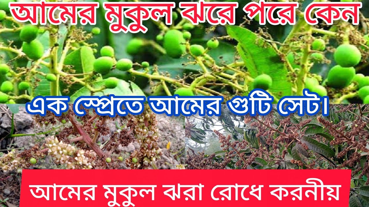 আমের মুকুল ফুল গুটি ফল ঝরে পরার কারণ কি?ওএর প্রতিকারWhat is thereason formango buds and fruitfalling