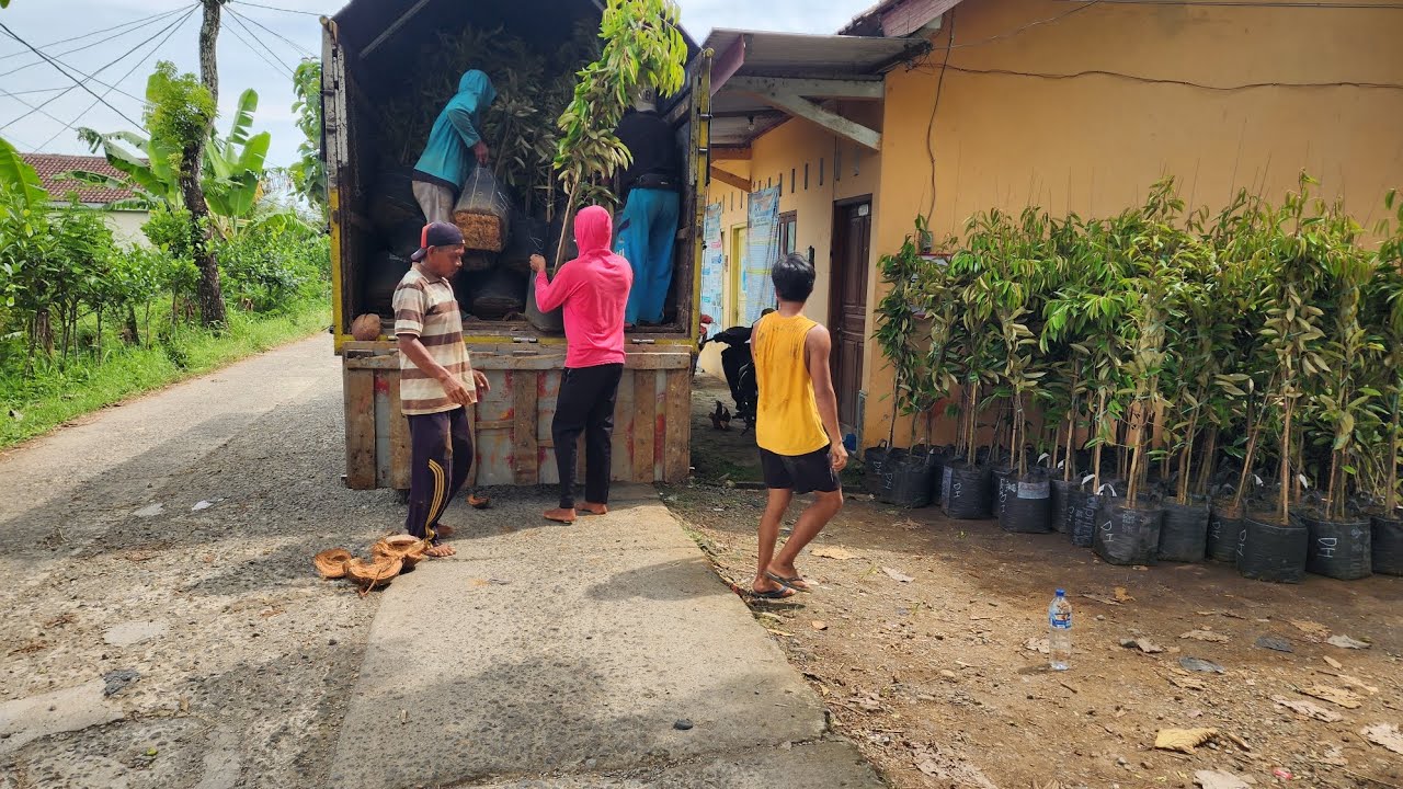 Persiapan Pengiriam bibit durian duri hitam menuju ke Tangerang Banten #duriandurihitam 