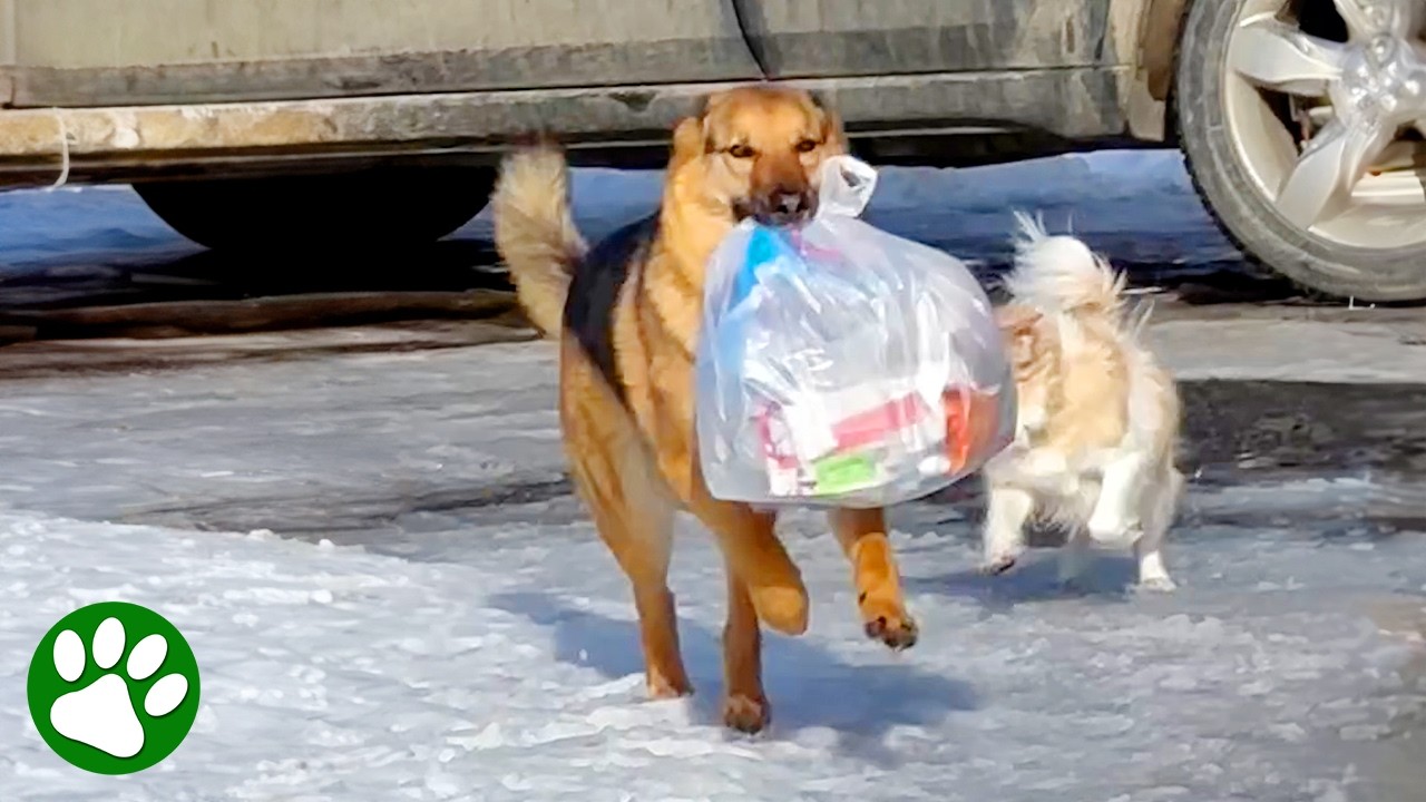 Exceptional German Shepherd Does It All, Even Takes Out The Trash