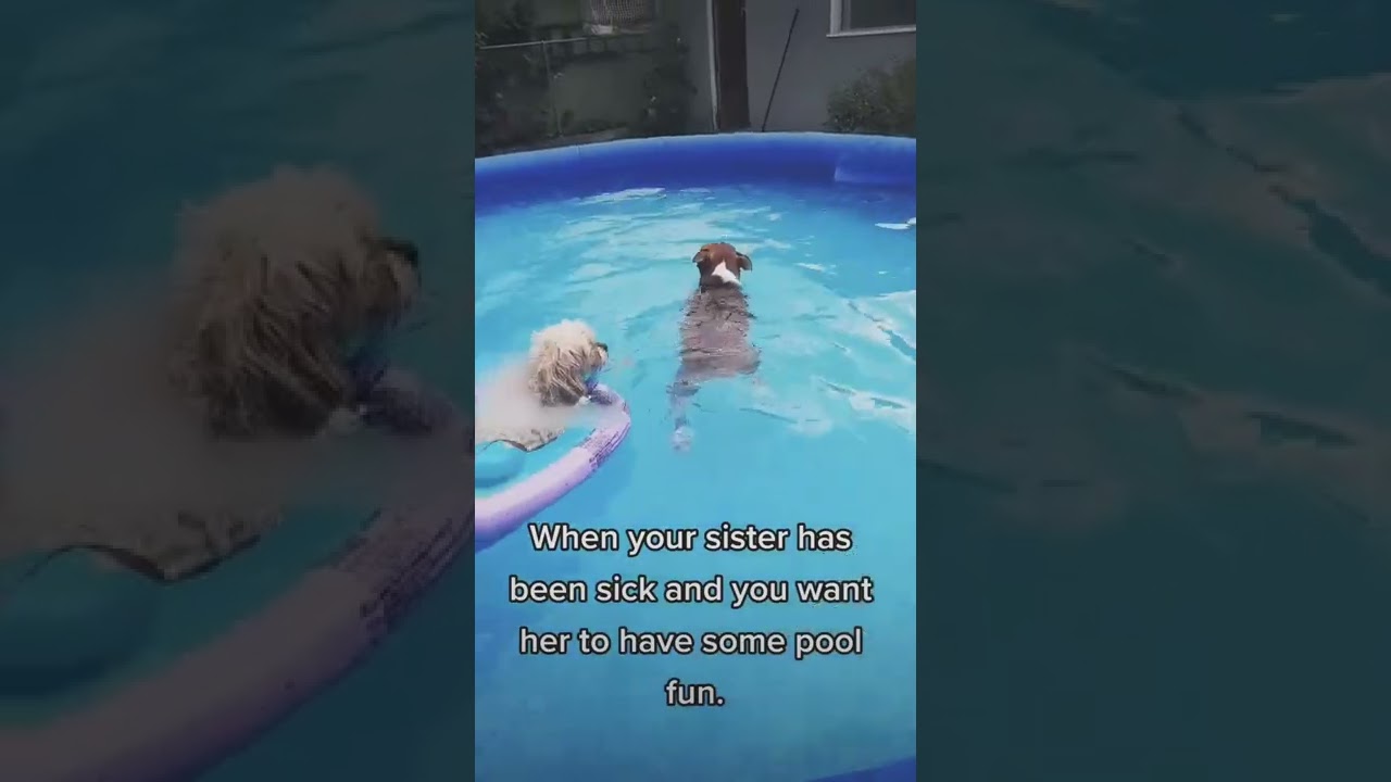 Dog Swims With Sister Dog on Pool Float - 1345754