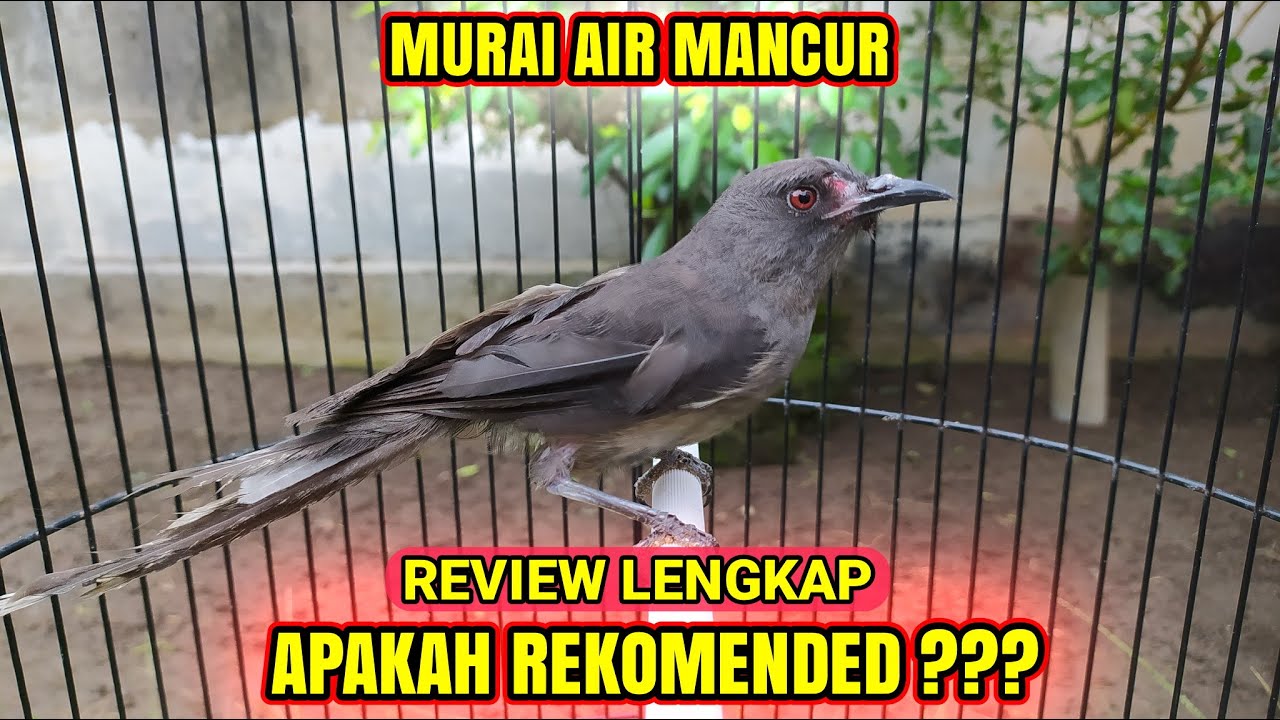 JANGAN BELI DULU SEBELUM TONTON VIDEO INI❗REVIEW PERAWATAN & SUARA MURAI AIR❗