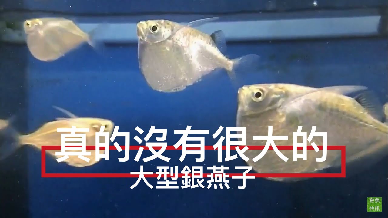 大型銀燕子魚(Thoracocharax securis)