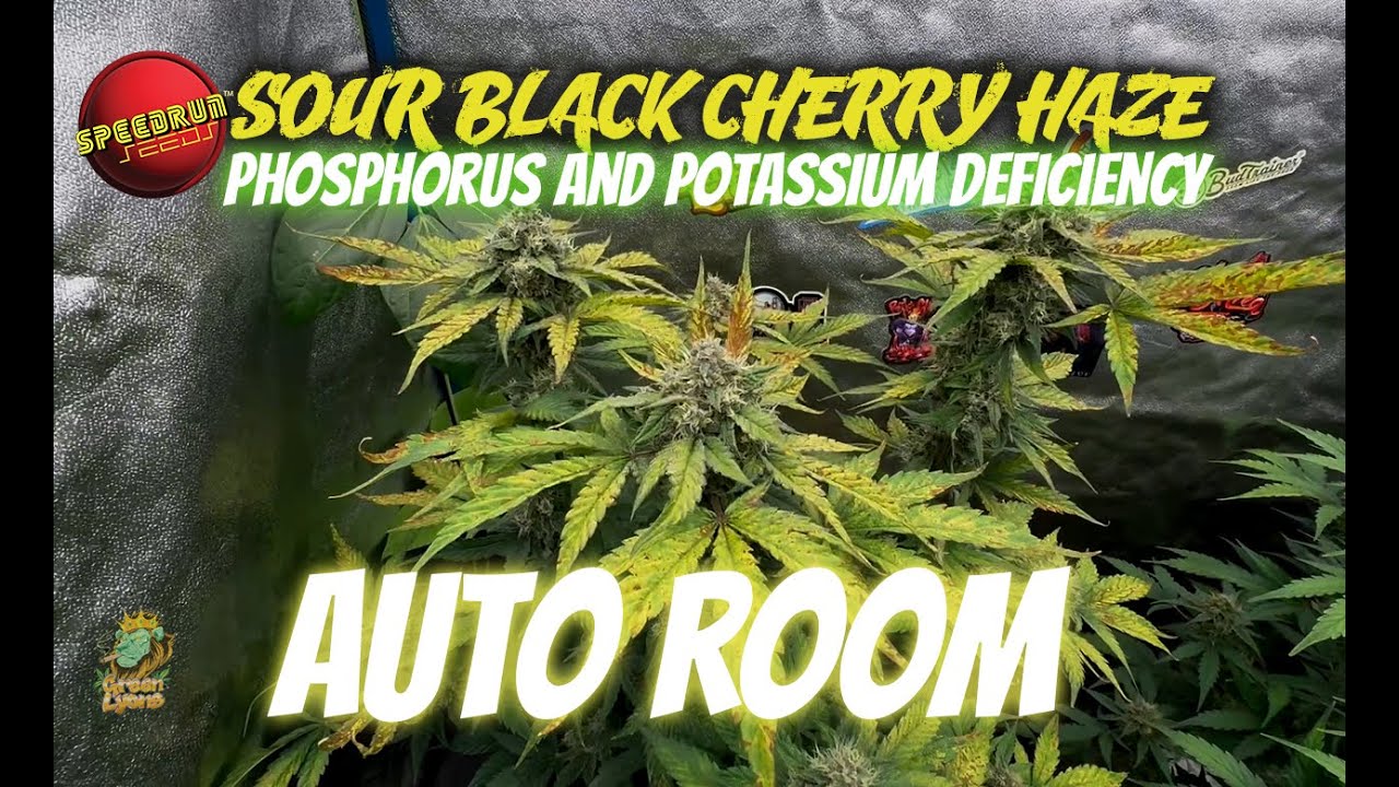AutoRoom Phosphorus and Potassium deficiency in Flower - Good Bud Development in the AutoPots