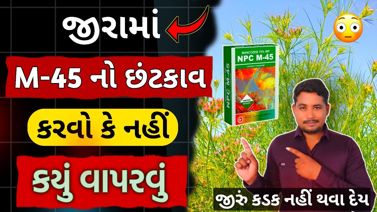 Cumin જીરામાં M-45 | Jira Ma M-45 | Jira Ma Mancozeb + Carbendazim | જીરું મા ફુગનાશક દવા | જીરું