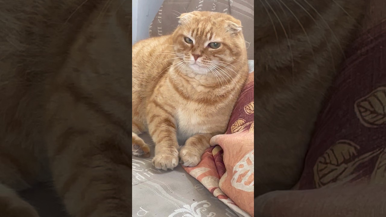 Кот 🐱 #о_котах