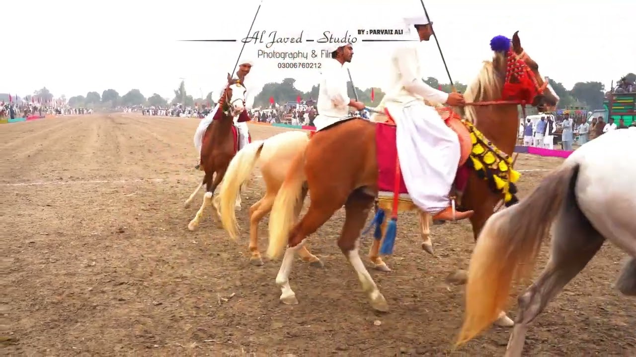 Horse Riding Free Styl#horseridingusa#horseracingusa#horseinusa#saddleseatusa