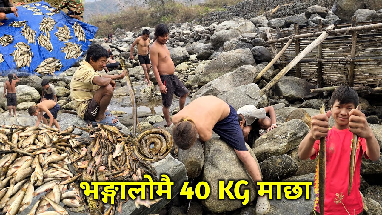 नेपालकै धेरै माछा पाईने रावाखोलामा भङ्गालो थुनेर माछा मार्दा एकै दिनमा ४० केजि माछा |असलै असला मात्र