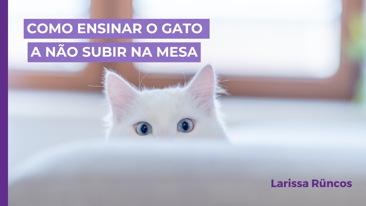 Como ensinar o gato a NÃO SUBIR na mesa
