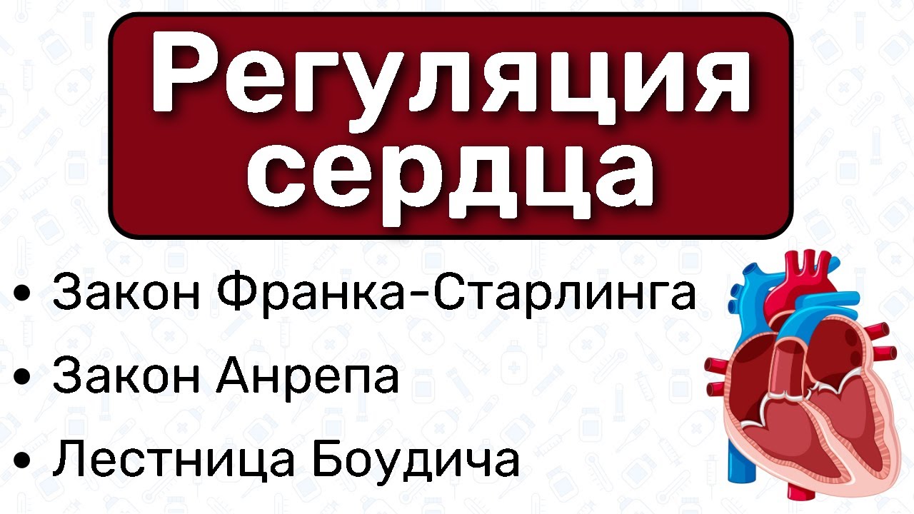 Регуляция сердца ФИЗИОЛОГИЯ: закон Франка Старлинга, закон Анрепа / Физиология сердца