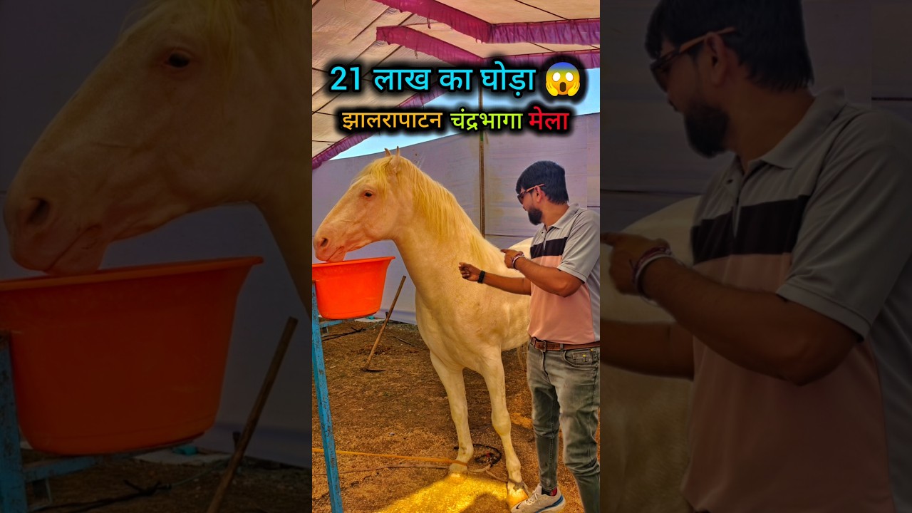 A horse worth 21 lakhs arrived at the Chandrabhaga fair in Jhalawar. Horse Show Jhalawar 2025 #chandrabhaga #mela