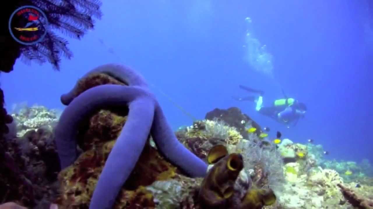 Diving on the Jemeluk Wall - Amed, Bali