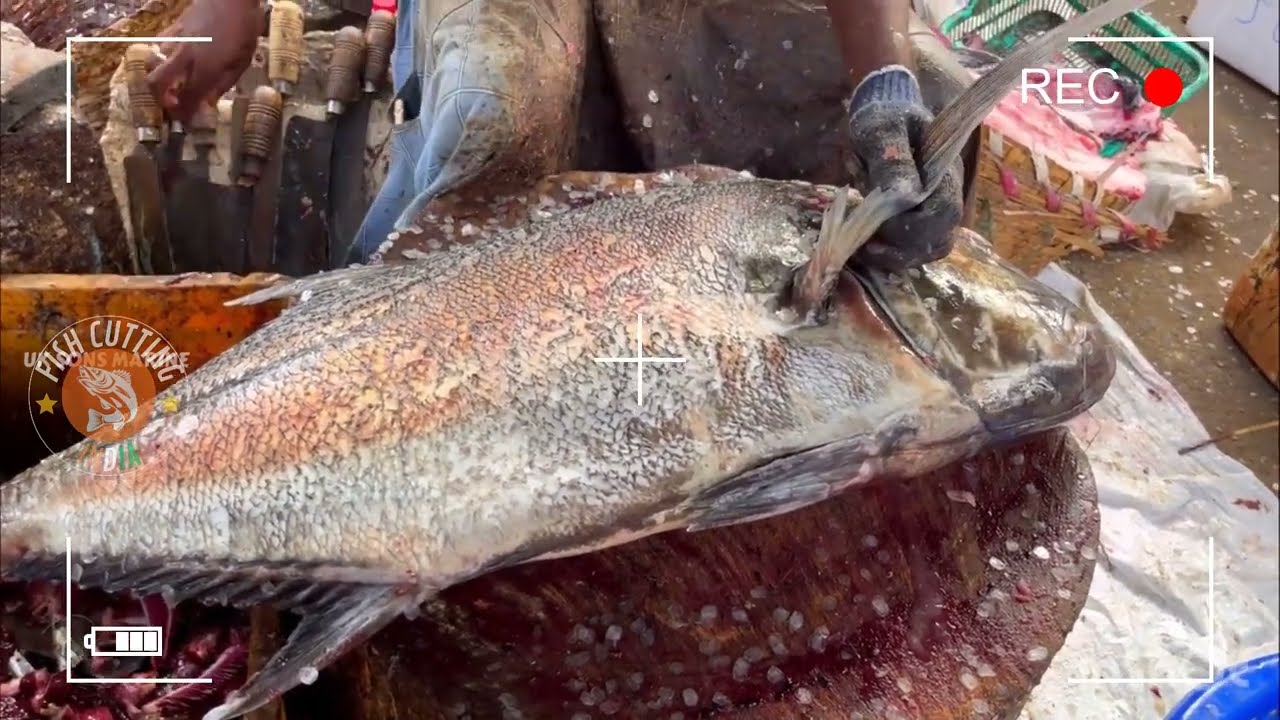 KASIMEDU SPEED SELVAM | 31 KG GIANT TREVELLY FISH CUTTING IN KASIMEDU