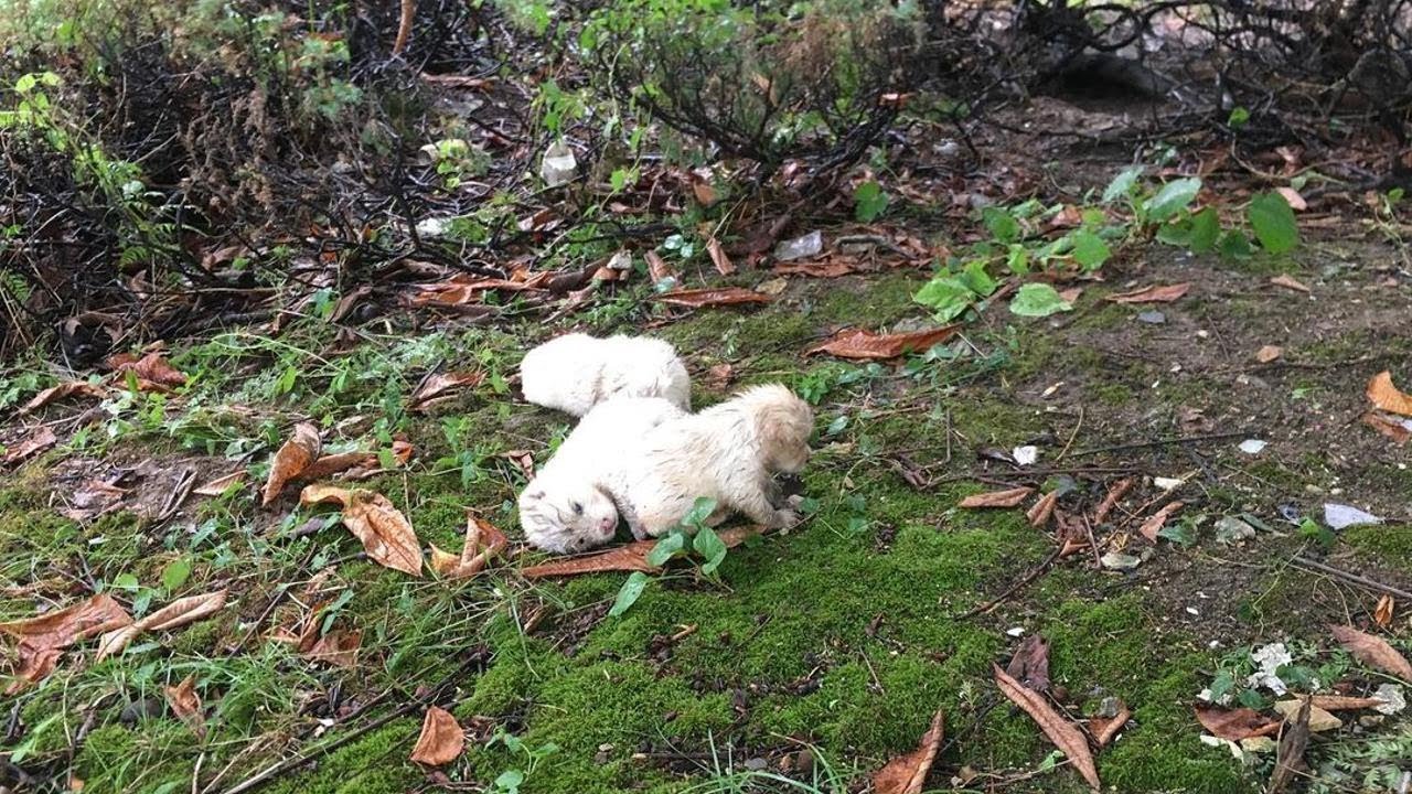 Abandoned Mother Dog & 3 Puppies Wet & Cold without Shelter, Foods & Water Finnaly They all Happy