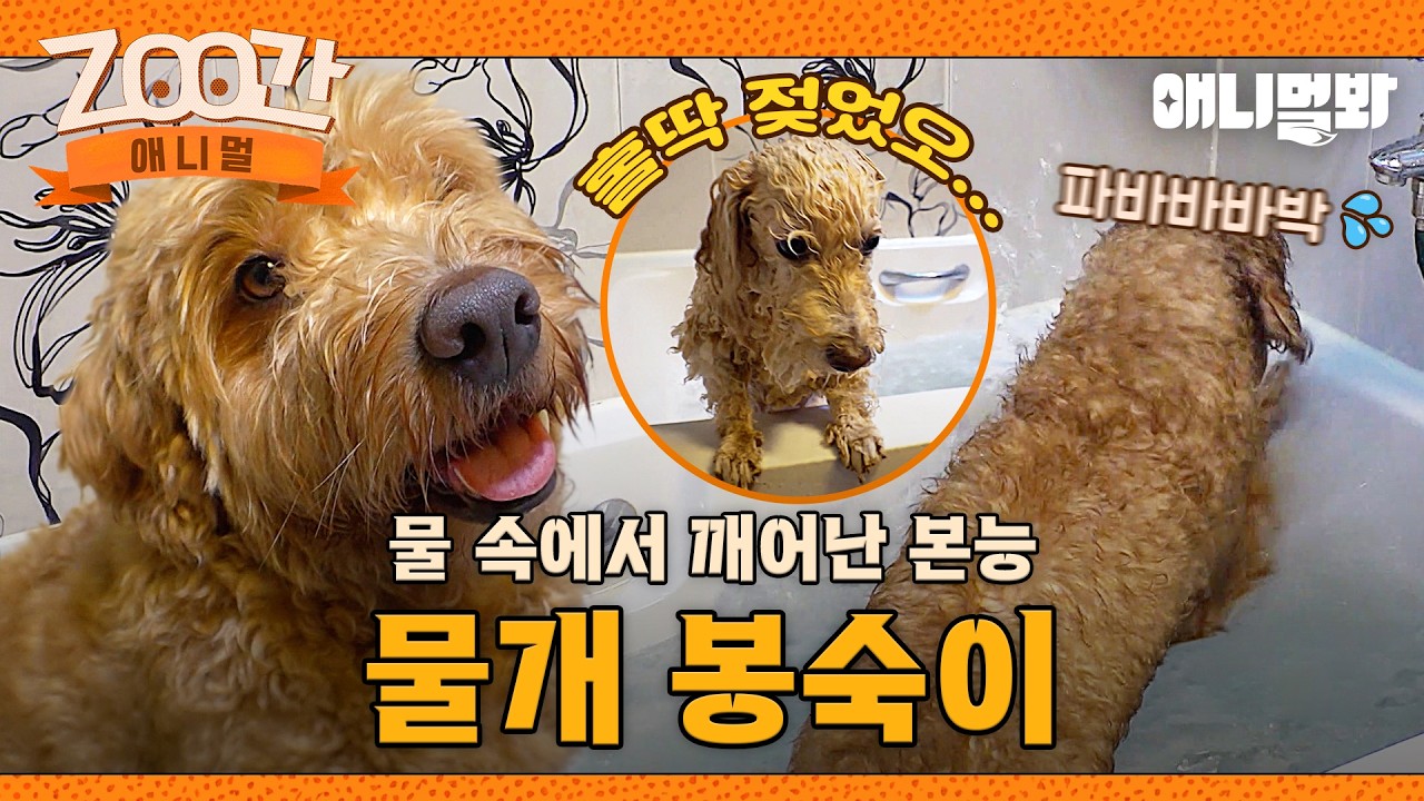 [#Zoo간애니멀] 오늘 나 물 만났어~🚿 온순한 미모 뒤 반전 물개 봉숙이🐕 I EP.1267 #TV동물농장 #AnimalFarm #애니멀봐