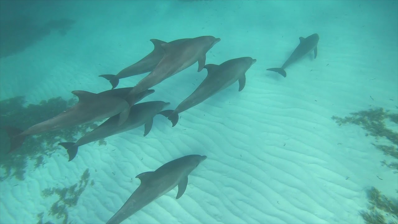 Zanzibar 2020 video vacanza