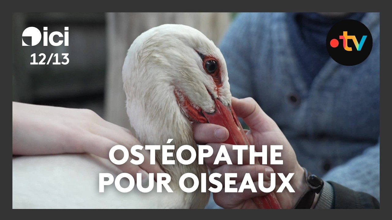 Ostéopathe pour oiseaux, un métier pour le bien-être des animaux