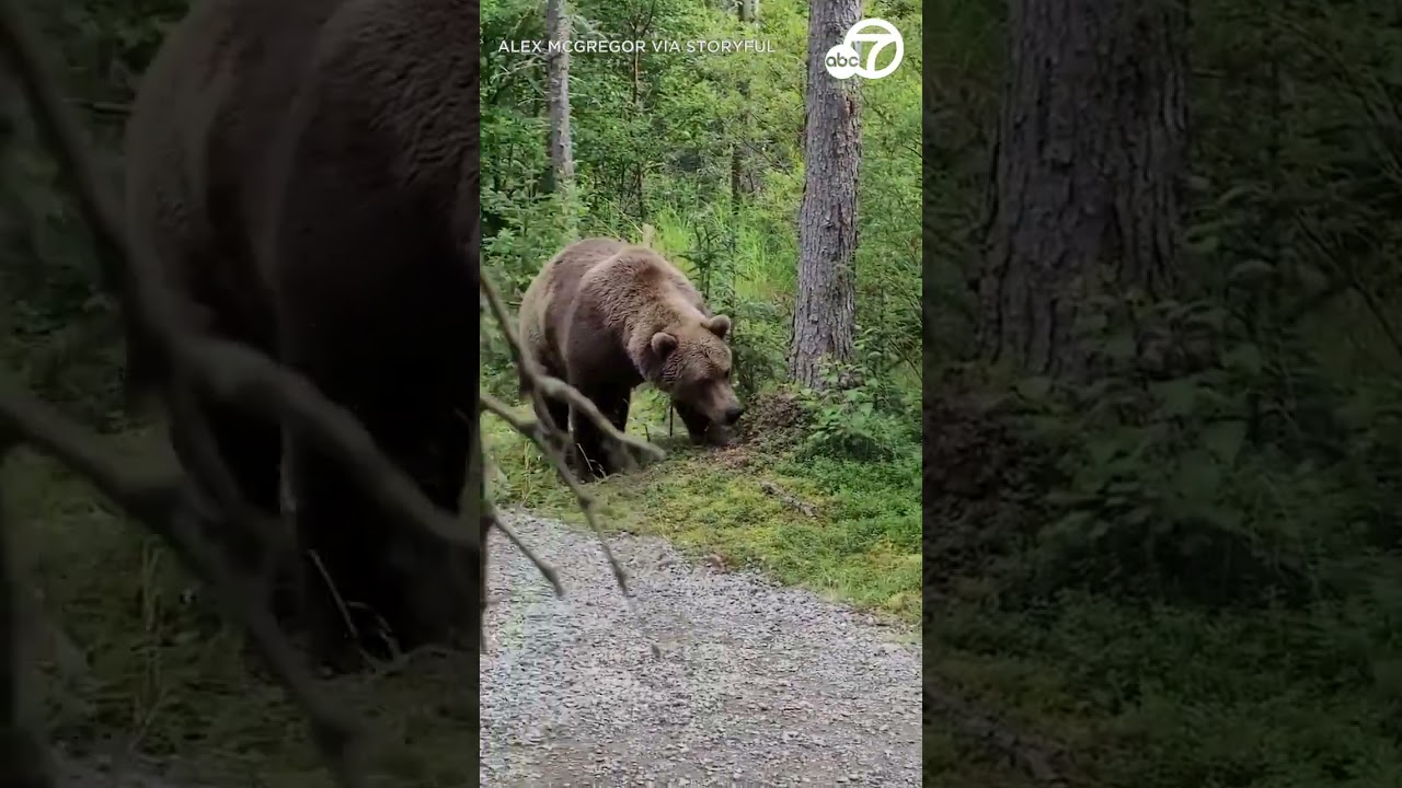 Hikers encounter bear in Alaska's Katmai National Park