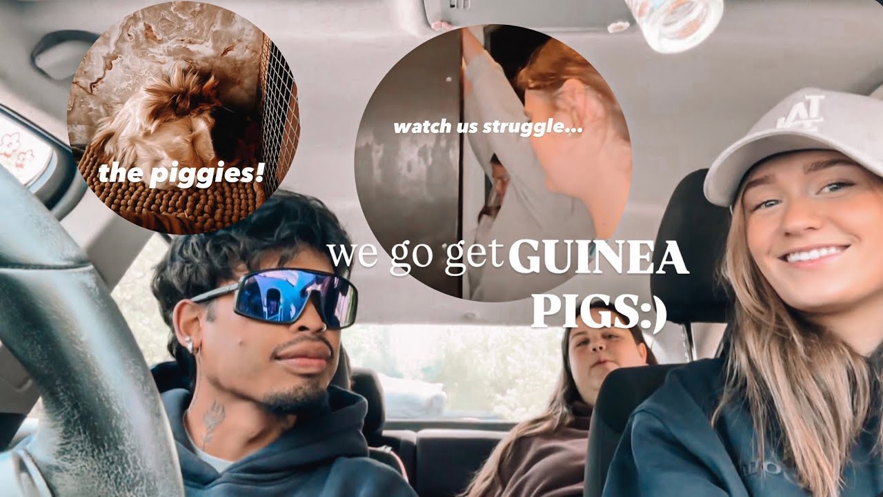 ADOPTING GUINEA PIGS + haul + building and moving their home! ps. we STRUGGLE 