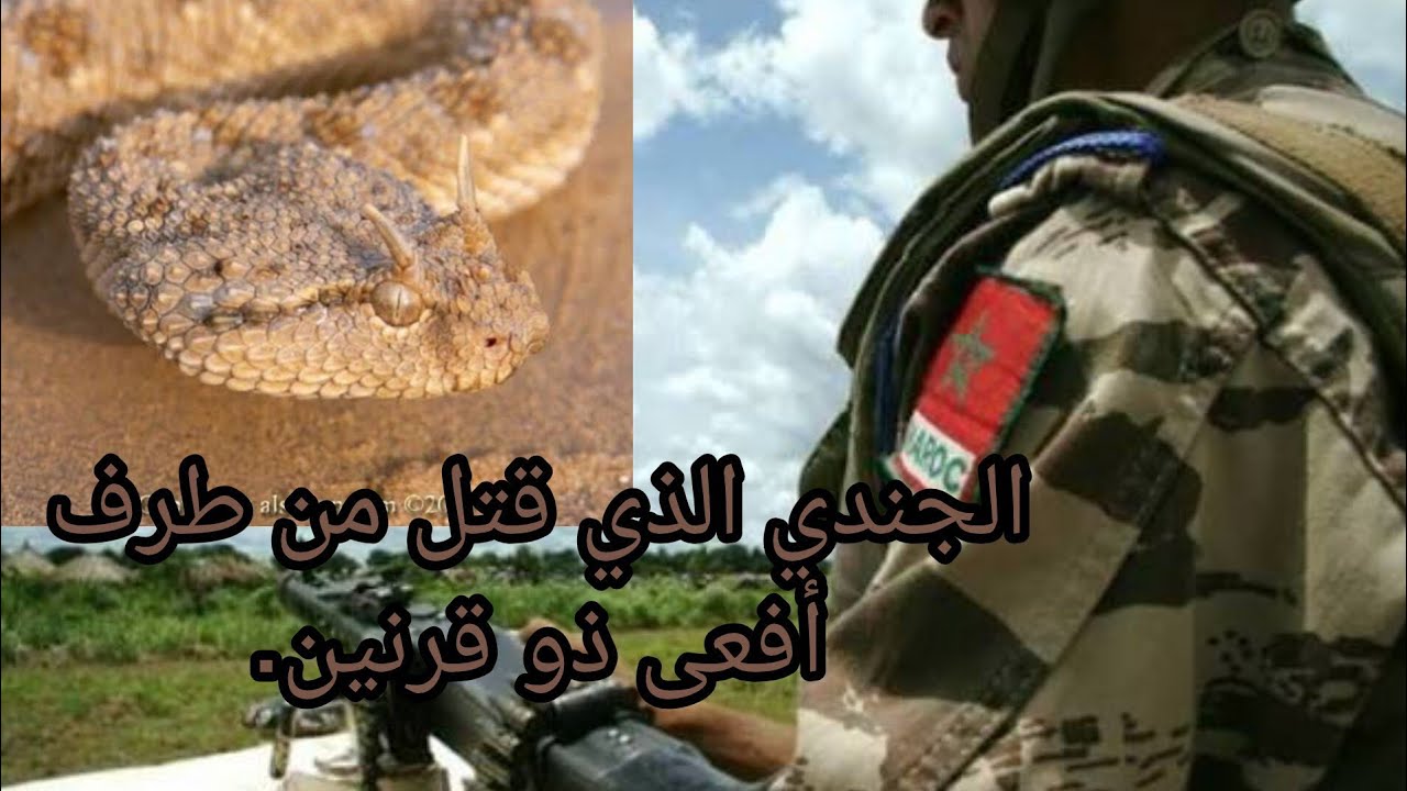 قصة الجندي الذي قتل من طرف أفعى ذو قرنين.