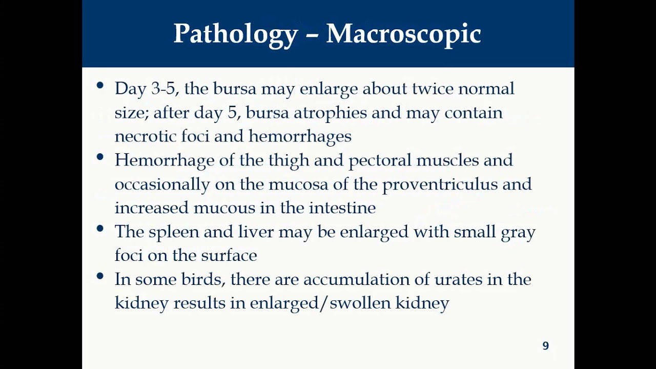 Infectious bursal disease