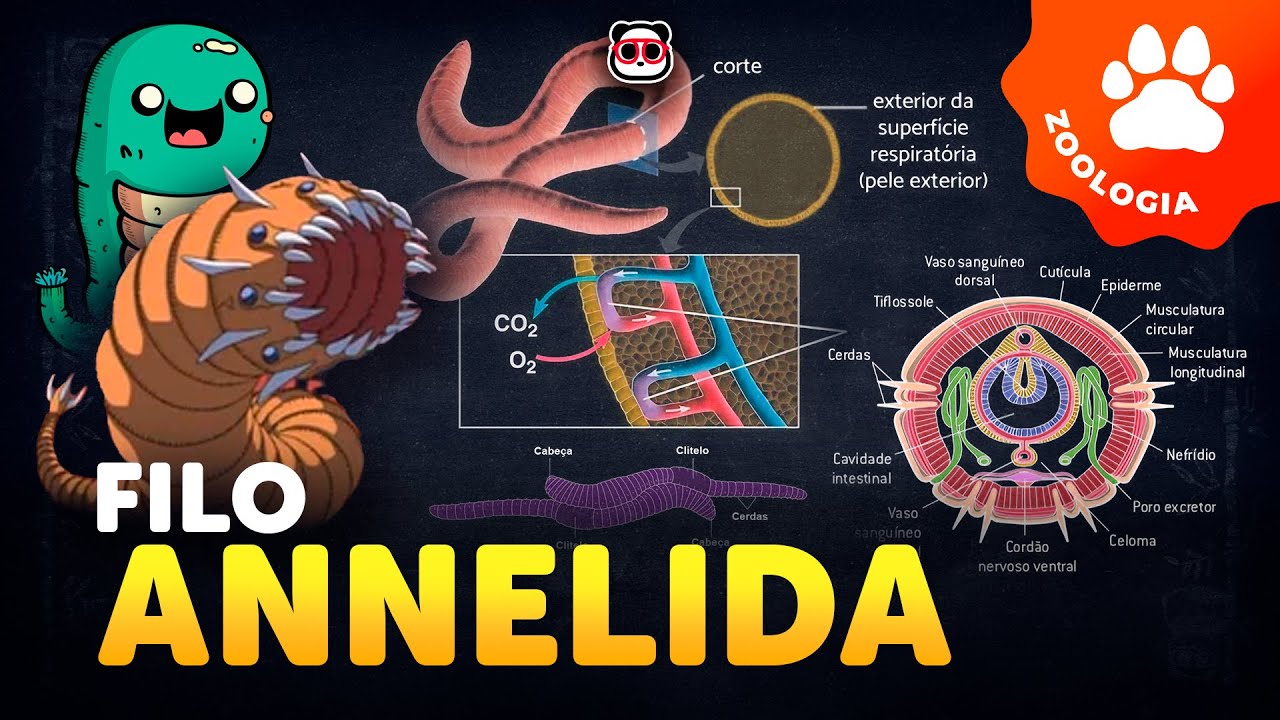 Filo Annelida (As minhocas e sanguessugas)