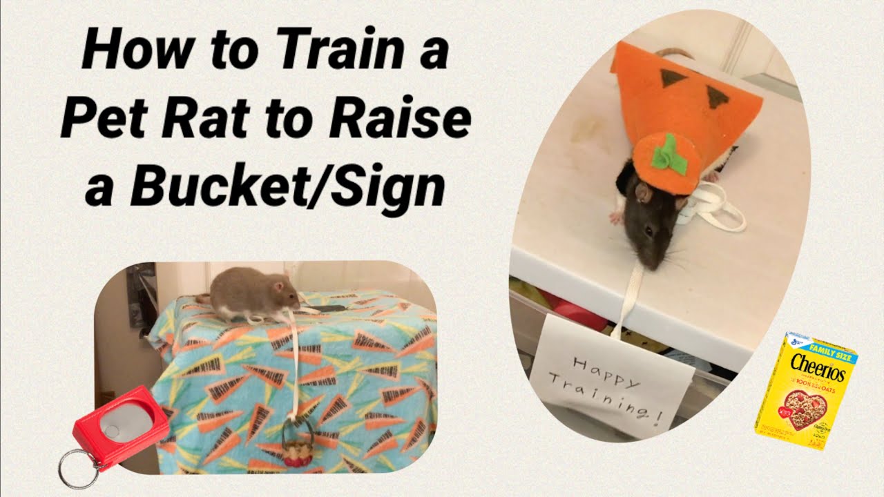How to Train a Rat to Pull Up a Bucket/Sign