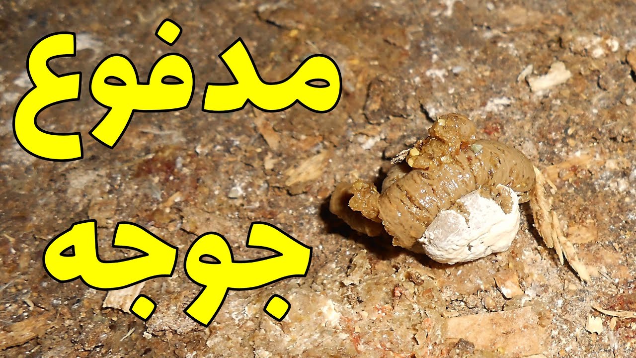 بررسی مدفوع و عملکرد دستگاه گوارش در پرورش مرغ گوشتی