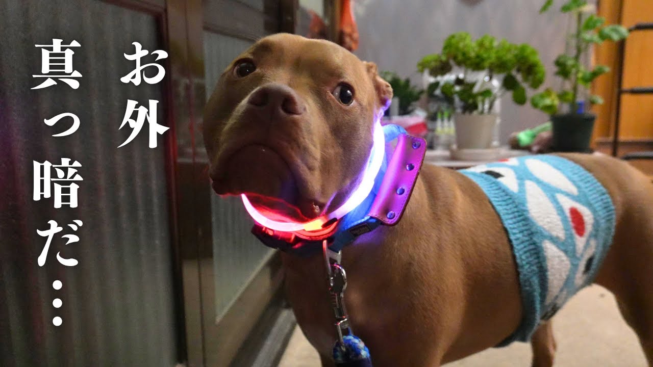 腹巻と光る首輪で夜散歩🐾未知の生物に遭遇⁉️怖いので帰宅してお芋を食べて主のお布団で眠るピットブル🍠
