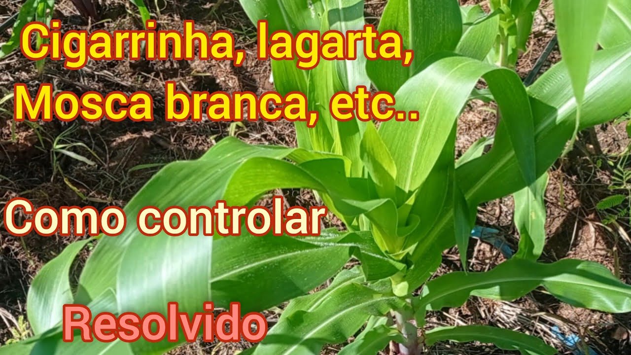 COMO CONTROLAR , CIGARRINHA, LAGARTA DO CARTUCHO etc ., NO 🌽🌽