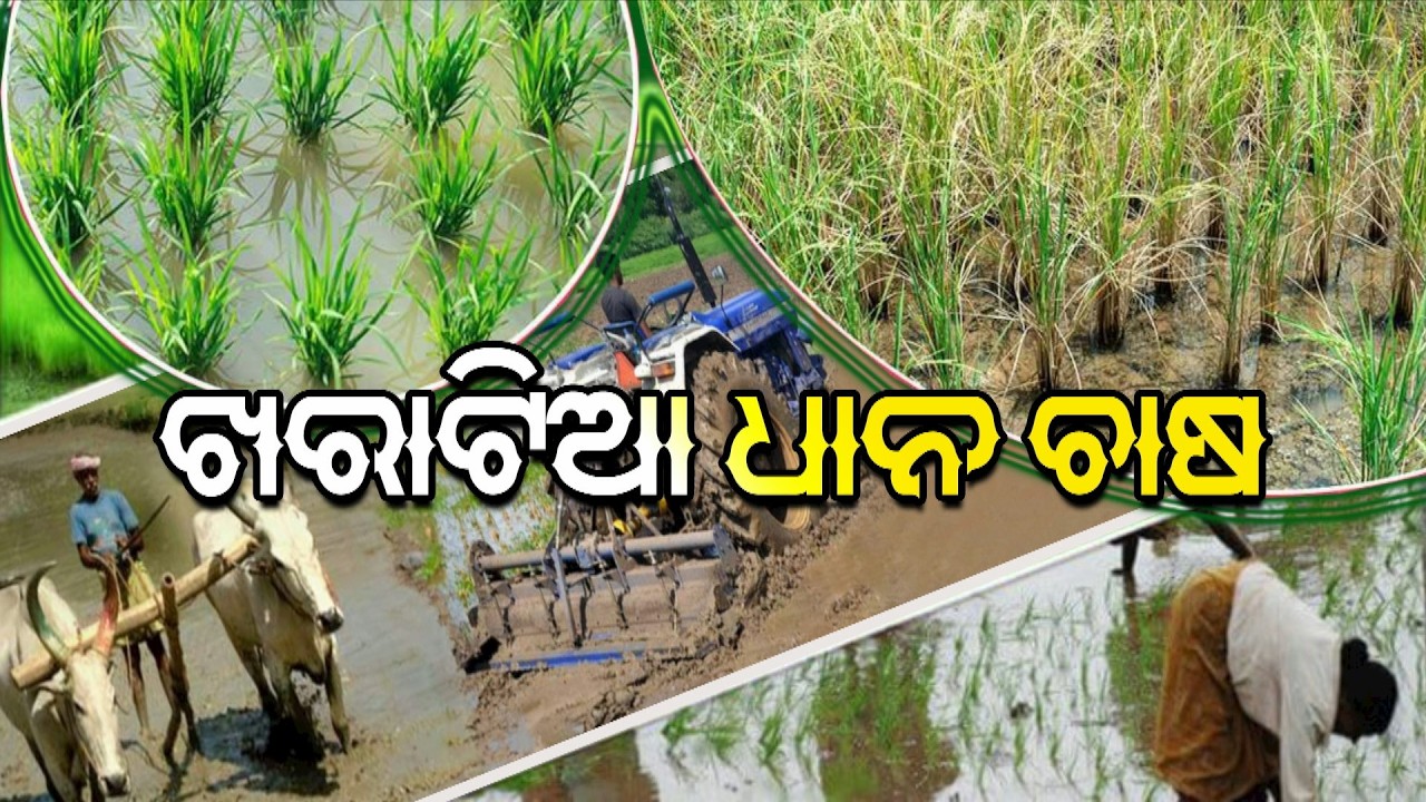 Krushi Darshan || Phone in Live || Krushi Khabar Bazar Dar || Kharadinia Dhania Chasa