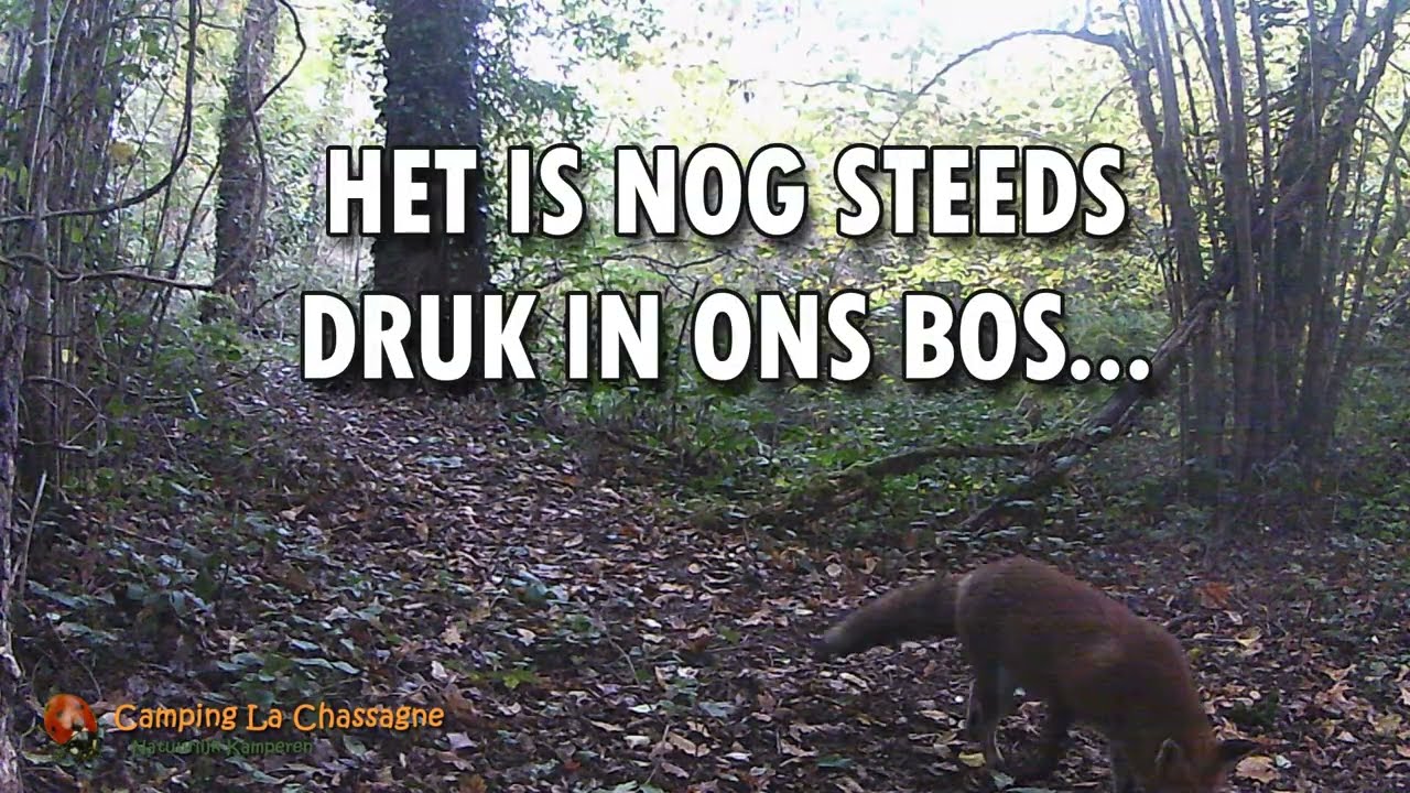 Het is druk met wilde dieren in ons bos...