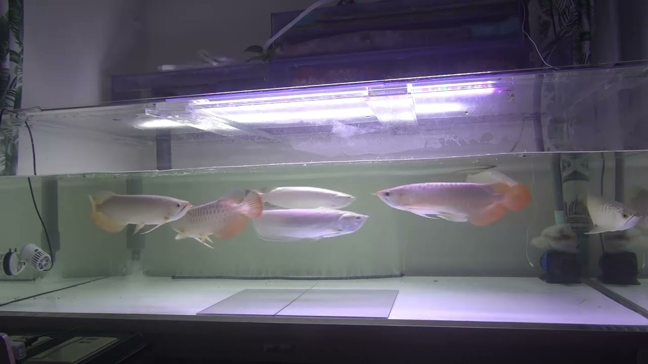 アジアアロワナ混泳180cm水槽  バッタあげた 紅龍、過背金龍、スポッテッドバラムンディー、ノーザンバラムンディ混泳