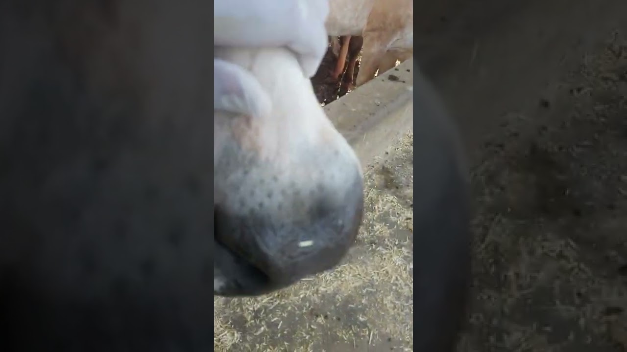 Antemortem Inspection Cattle