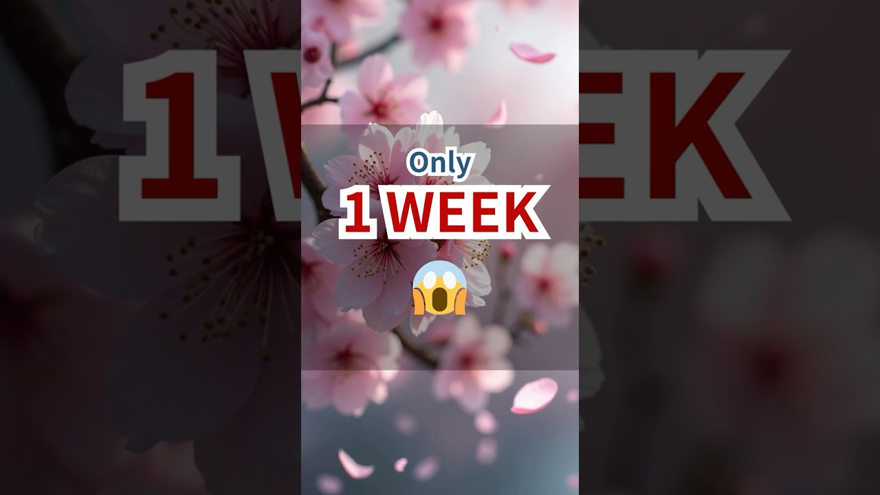 Cherry Blossoms Only Bloom 1 Week! 🌸😱 