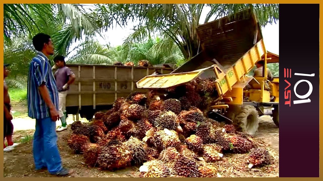 🇮🇩Indonesia: The Price of Palm Oil l 101 East