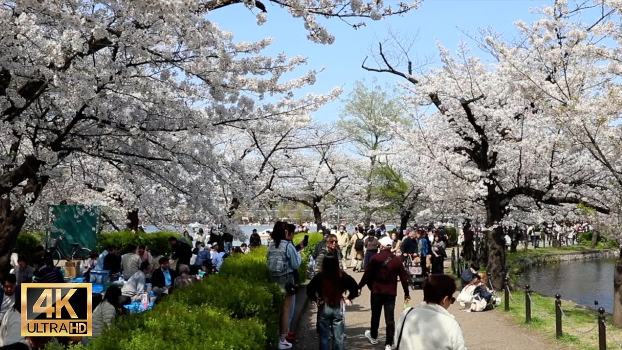 Tokyo cherry blossoms in Ueno park 【上野公園】| #explorejapan #japan #4k