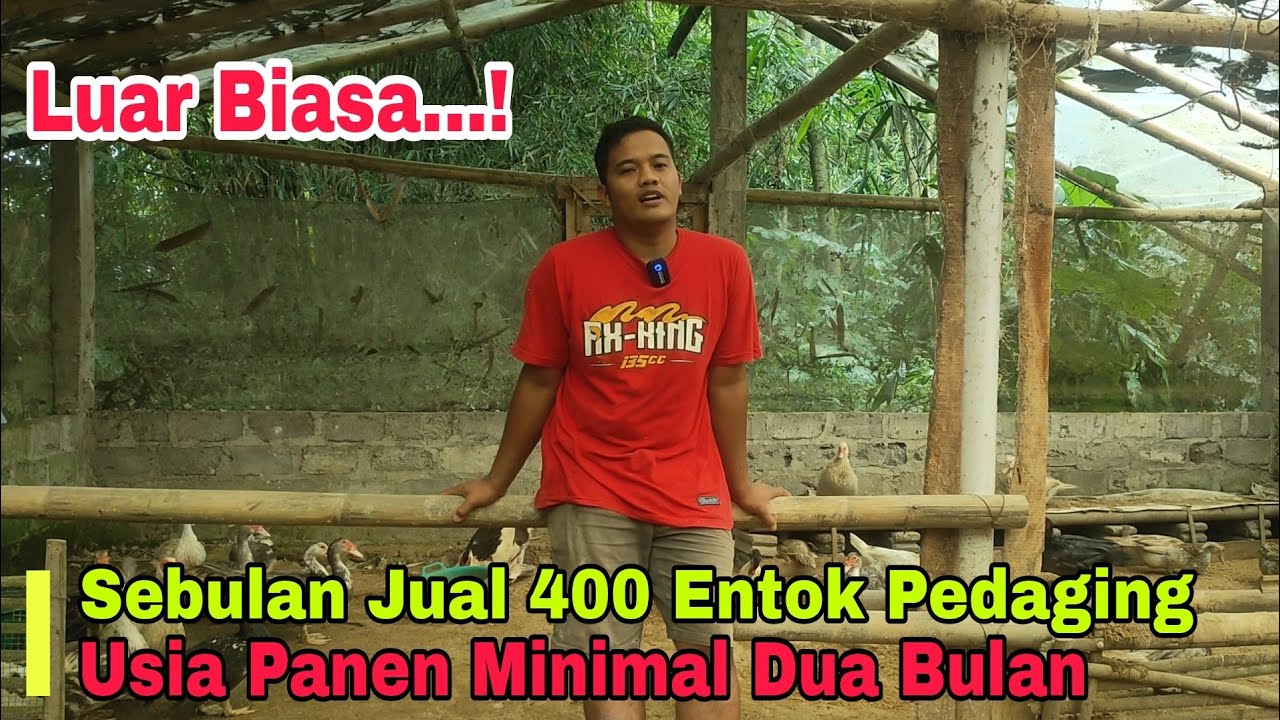 Entok Pedaging Dua Bulan Bisa Panen || Sebulan Jual 400 Ekor Kirim Luar Kota