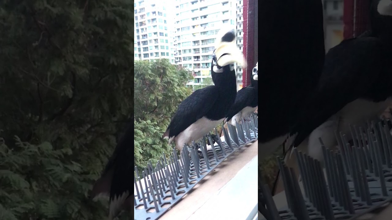 Hornbills in Singapore ... up close and personal at my window